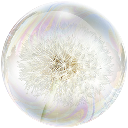 Dandelion (Taraxacum officinale)**