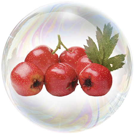 Hawthorn (Crataegus monogyna)**