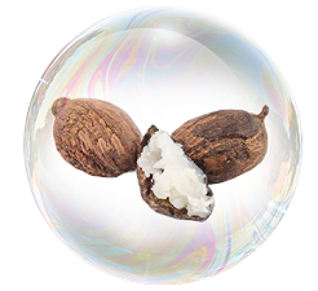 Butyrospermum parkii